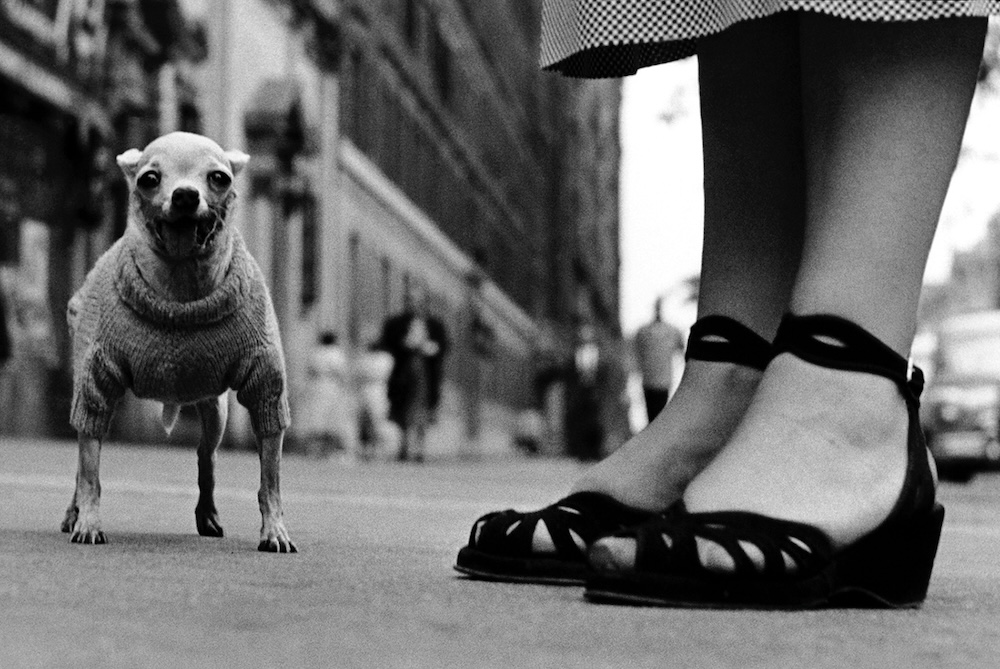 Bild: Elliott Erwitt. Vintages