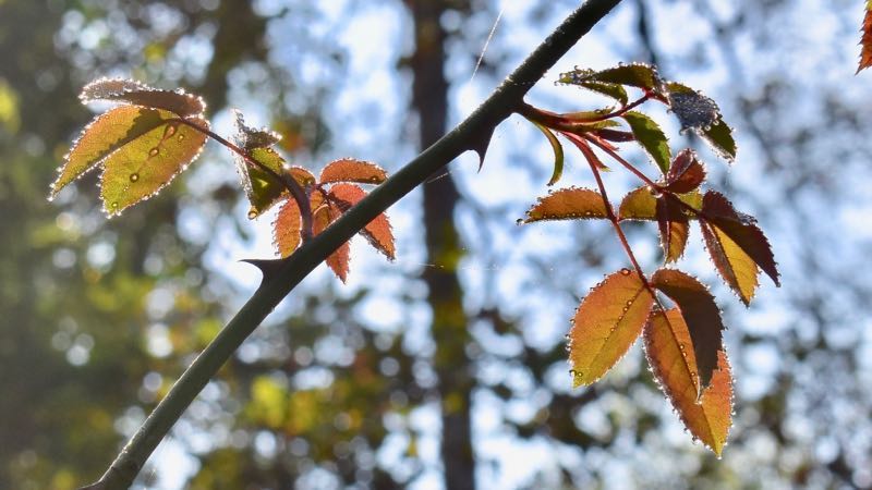 Bild: Kostenlose Führung: Naturerlebnis Rheinauen 