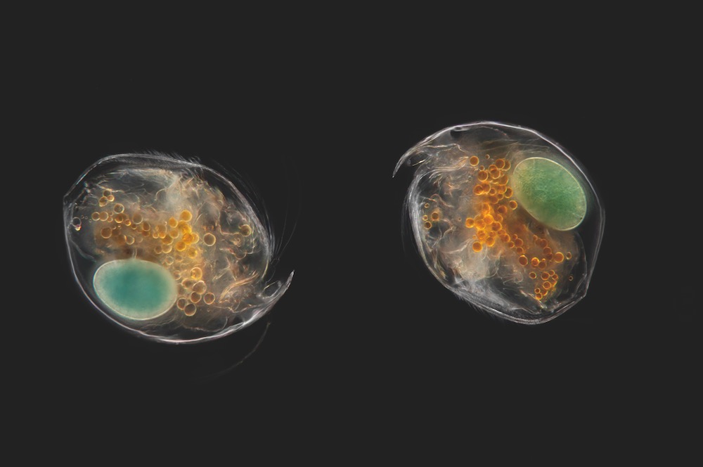 Bild: „Renaissance 3.0.“ 