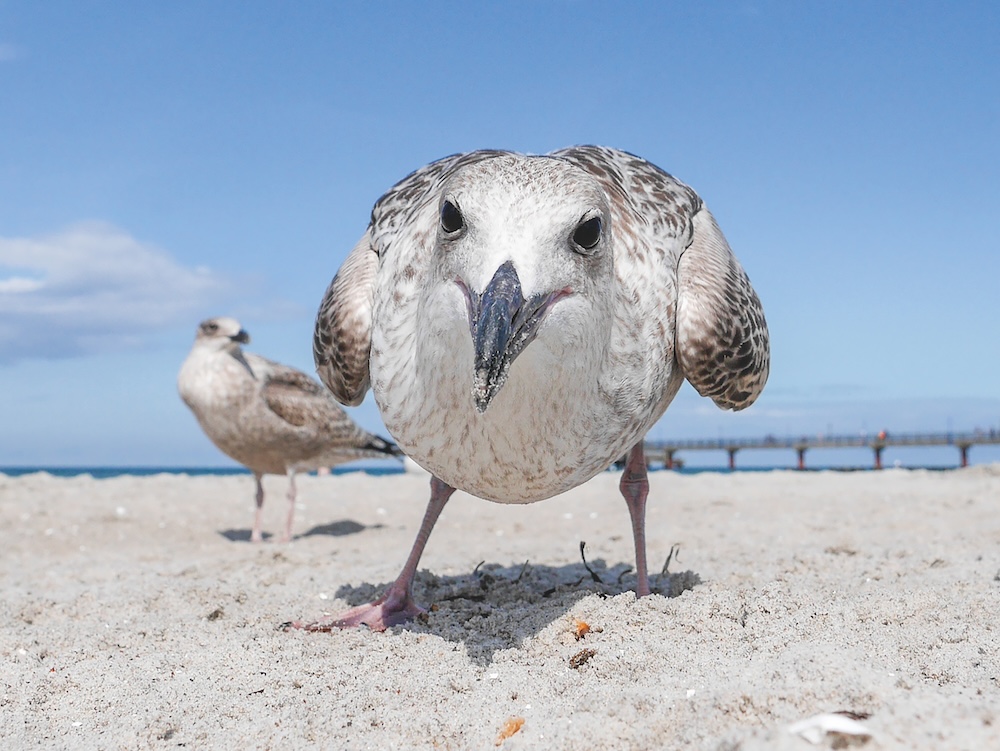 Bild: “Nahaufnahmen/CloseUps”