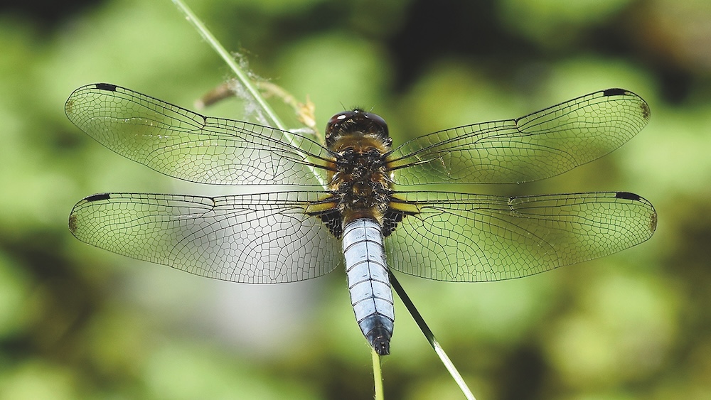 Bild: Faszinierendes Naturerlebnis
