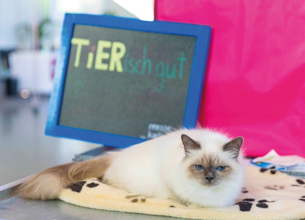 Bild: Mit tanzenden Hunden