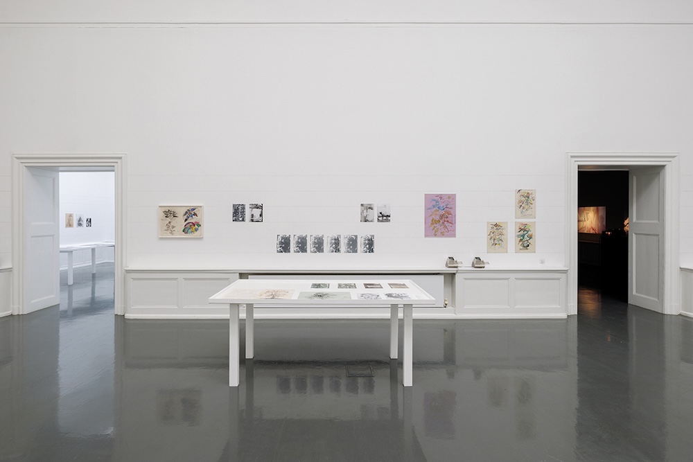 Bild: Ich habe 130 Tage mit einer Sonnenblume gelebt