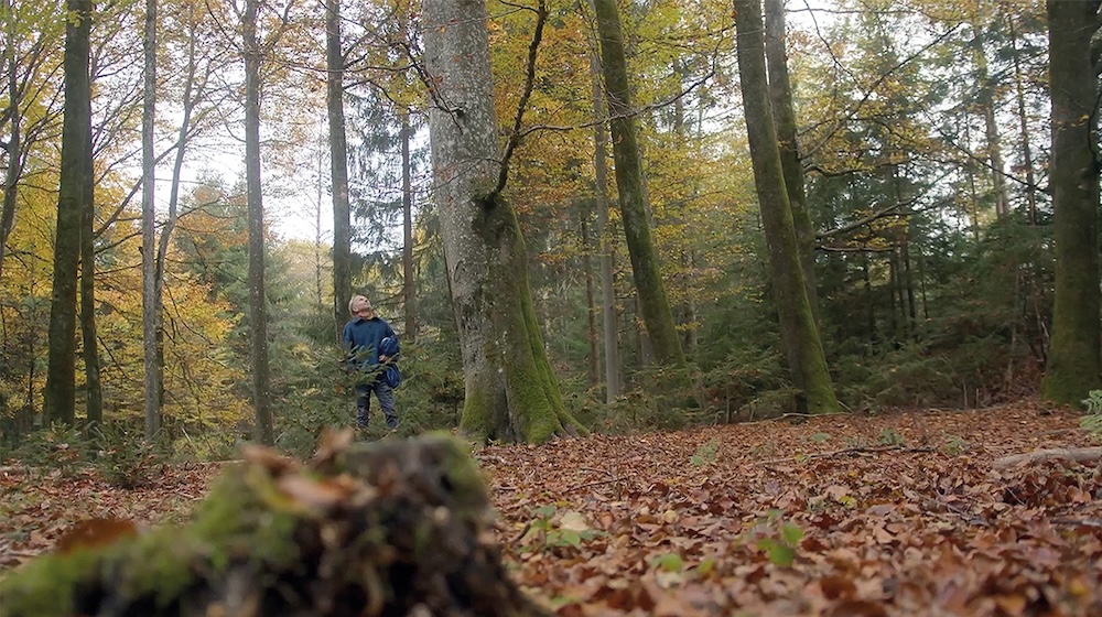 Bild: „Von Menschen, die auf Bäume steigen“