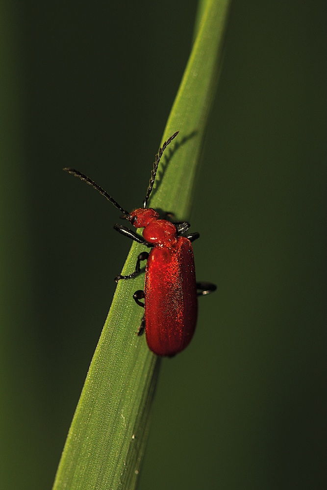 Bild: Naturfoto-Festival