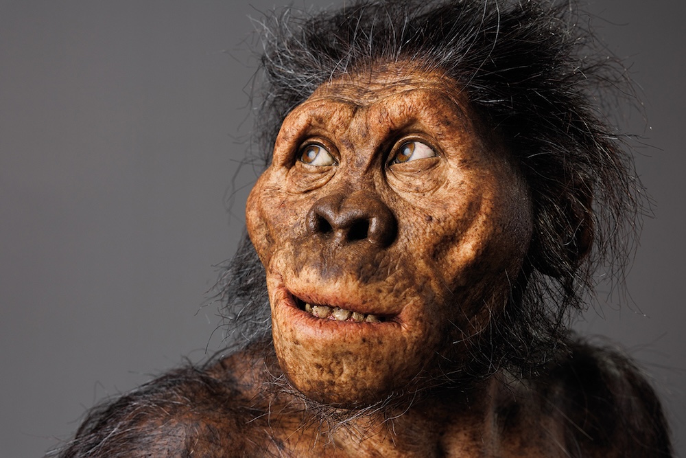 Bild: Der Mensch stammt nicht vom Schimpansen ab!